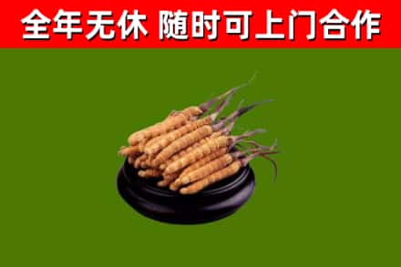 西丰烟酒回收冬虫夏草.jpg